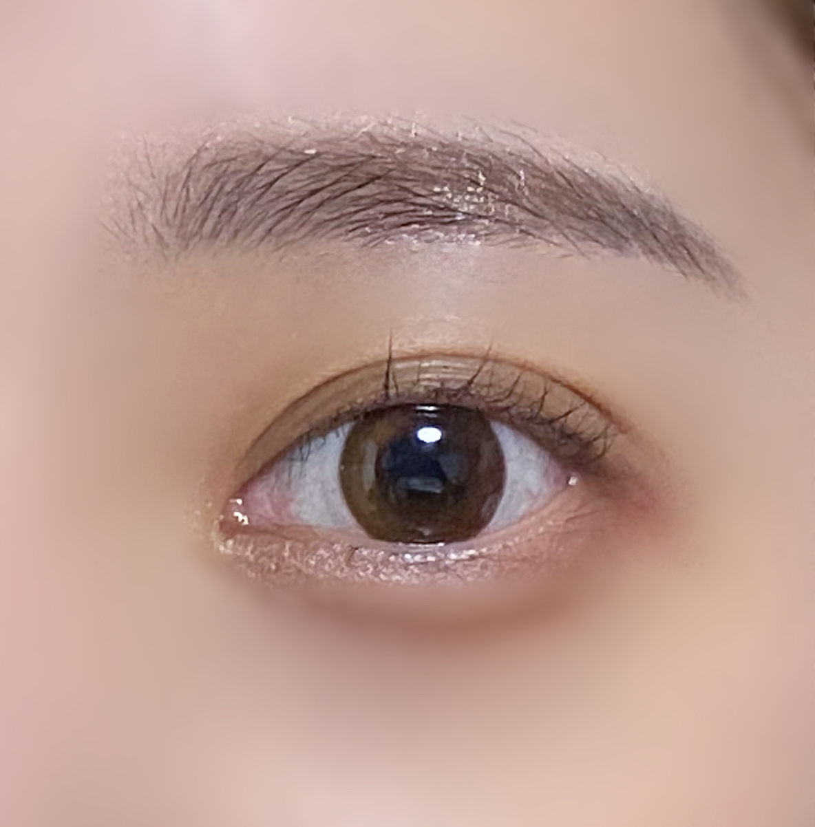 Torica Sunset Brown - 1 Month
